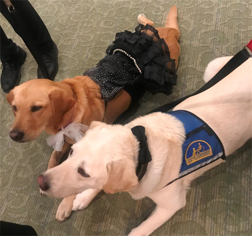 Service Dogs dressed up for Prom